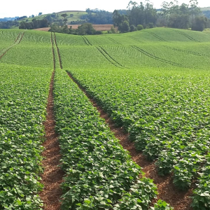 Fazenda Região de Palmital - PR 15,1 Alqueires 